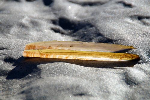 Muschel am Strand von Terschelling, Boschplaat