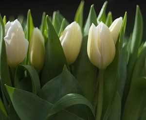 Frisse witte tulpen op een rij, fresh white tulips on a row van Jolanda de Jong-Jansen