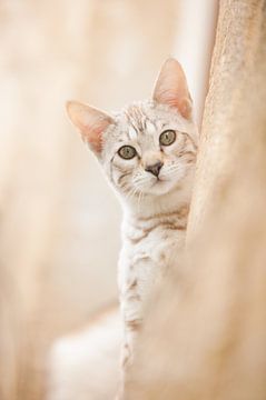 Super schattige savannah kitten van Marlies Buil