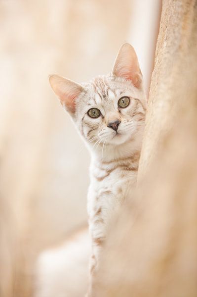 Super cute savannah kitten by Marlies Buil