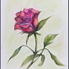 Rose rose. sur Ineke de Rijk