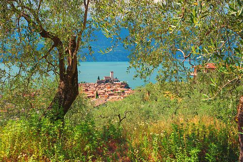 Olijfgaard met uitzicht op de oude stad Malcesine en het Gardameer