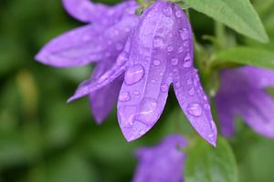 Een klokjesbloem in de tuin van Claude Laprise