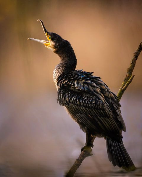 Roepende Aalscholver van Maneschijn FOTO