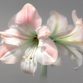 Amaryllis in voller Blüte von Connie Posthuma