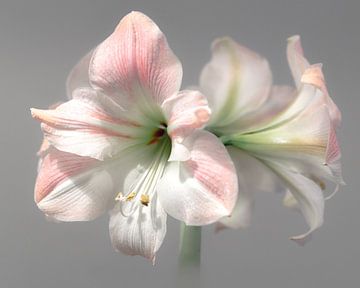 Amaryllis in volle bloei van Connie Posthuma
