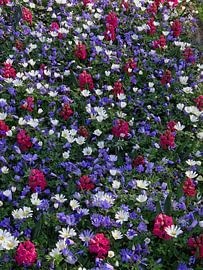 Bloemenveld von Corine Harkes