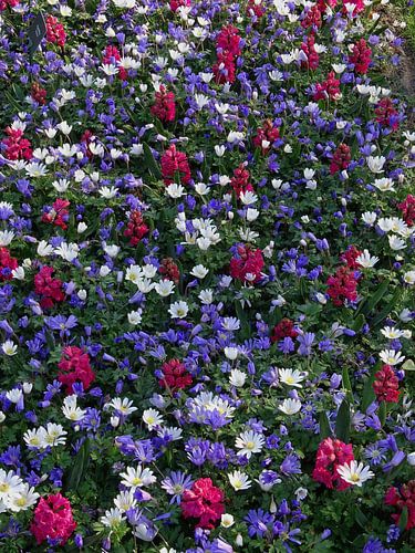 Bloemenveld