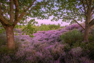 Heather View. von Marco Lok