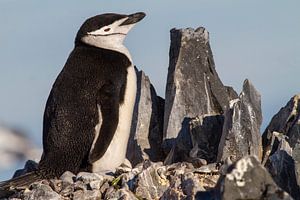 Kehlstreifpinguin mit Ei auf einer felsigen Oberfläche von Hillebrand Breuker