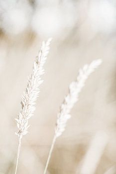 Verträumte Ziergräser im sanften Morgenlicht