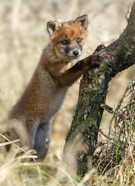 Red fox cub par Menno Schaefer