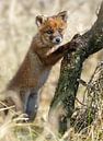 Red fox cub par Menno Schaefer Aperçu