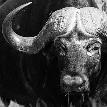 Portret van een buffel. van Arthur van Iterson
