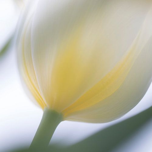 Witte Tulp in zacht tegen licht