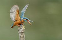 Kingfisher par Menno Schaefer Aperçu
