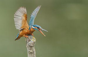 Kingfisher sur Menno Schaefer