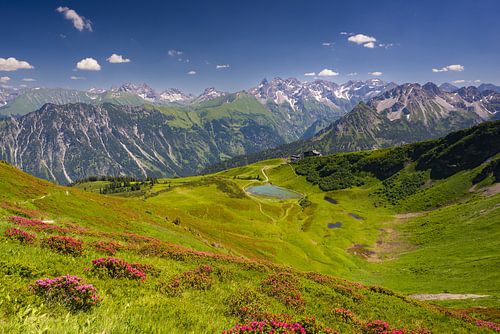 Alpenroosbloesem op de Fellhorn