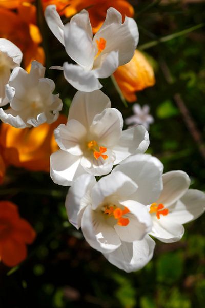 Crocus by Thomas Jäger