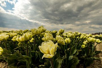 tulips under threatening sky by peterheinspictures