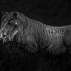 A beautiful warthog roaming the thickets of undergrowth for food. van Robert Kok