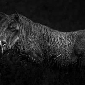 A beautiful warthog roaming the thickets of undergrowth for food.