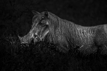 Ein schönes Warzenschwein, das im Dickicht des Unterholzes nach Nahrung sucht. von Robert Kok