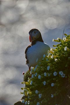 Papegaaiduiker van Kneeke .com