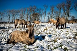 Schnee von Bas Quaedvlieg