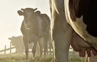 Koeien in de mist  van Jitske Van der gaast thumbnail