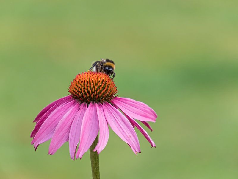 Bumblebee on coneflower by Katrin May
