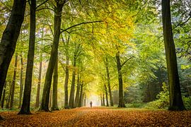 cyclisme à travers la lumière d'automne et la forêt