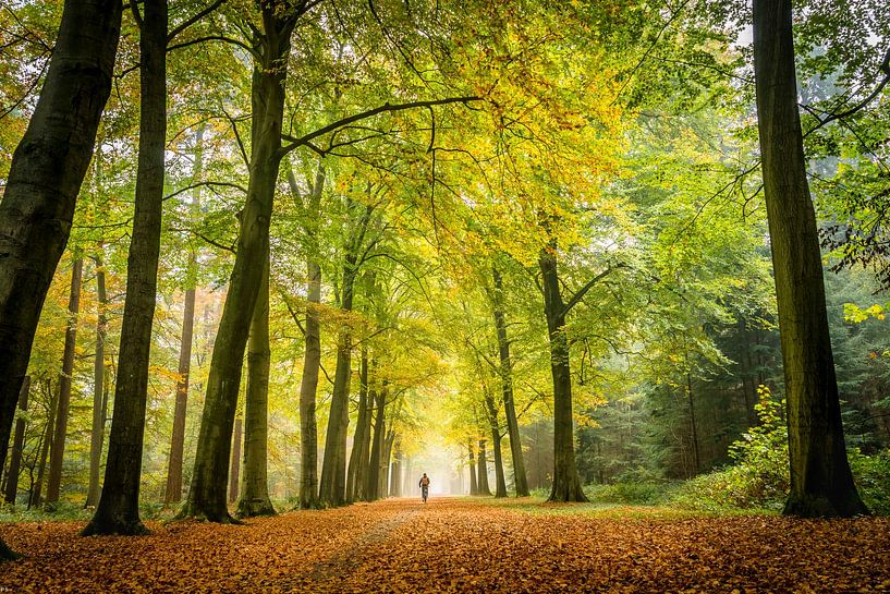 Radfahren durch Herbstlicht und Wald von Peter Smeekens