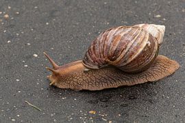 Giant land snail by Marijke Arends-Meiring