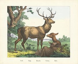 Cerf. / Hirsch. / Hirsch. / Cervo. / Hirsch, Firma von Joseph Scholz, 1829 - 1880