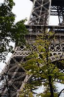Paris - Eiffel Tower through the trees - Colour
