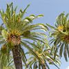Palmbomen in Italië van Mark Bolijn