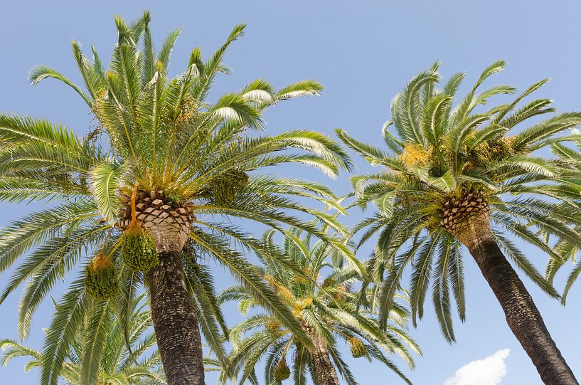 Palmbomen in Italië van Mark Bolijn