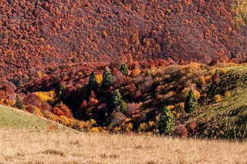 Autumn forest at Monte Baldo