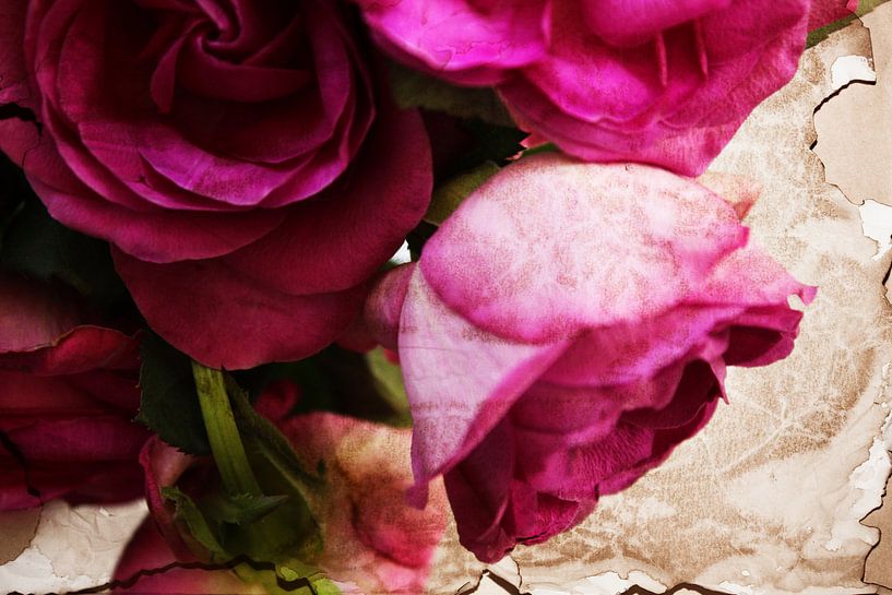 Rosen by Dagmar Marina