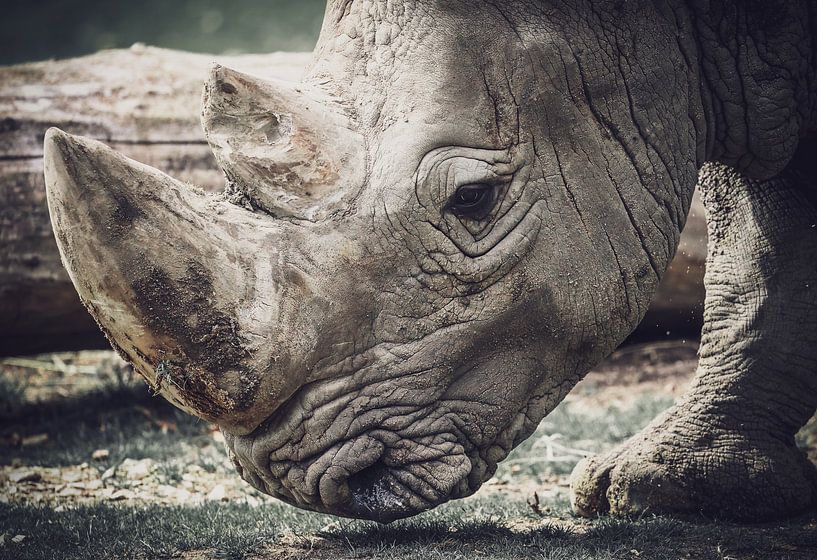 Rhinocéros par Miranda Jansen Fotografie