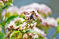 Honingbij op bloem by David van Coowijk thumbnail
