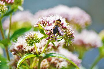 Honingbij op bloem van David van Coowijk