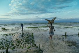 Zeewier boeren by Niels Boere