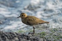 Golden plover