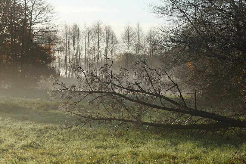 Lac, ambiance d'automne, brouillard au sol, givre, arbres, paysage, Fischerhude, Basse-Saxe, Allemag par Torsten Krüger