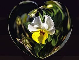 Blumenherz - Stiefmütterchen