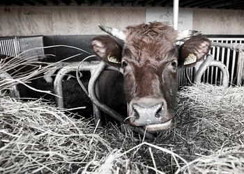 Eten op de boerderij