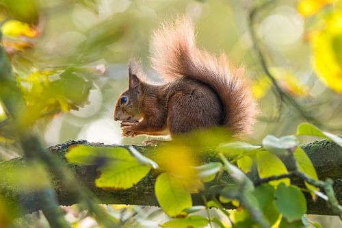Nibbling squirrel by simone opdam