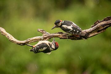 Grote bonte specht wordt gevoerd